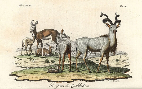 Cuviers gazelle (endangered) and greater kudu