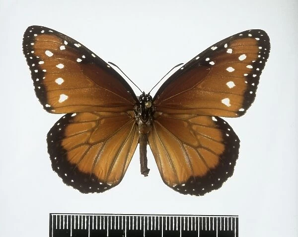 Danaus gilippus, Queen butterfly