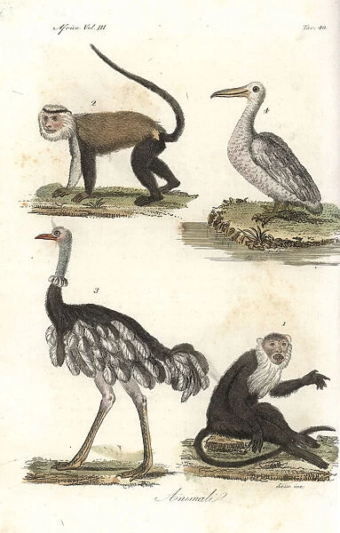 Diana and mona monkeys, ostrich and pelican
