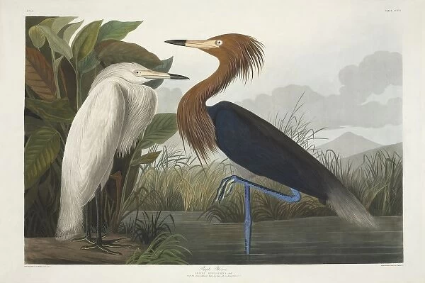 Egretta rufescens, reddish egret