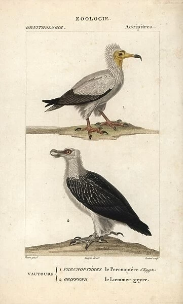 Egyptian vulture, Neophron percnopterus (endangered)