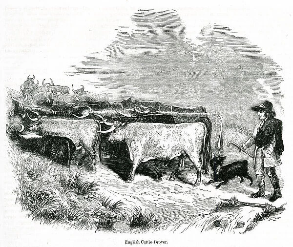 English cattle drover at work