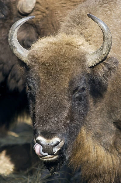 European Bison - adult female - cleaning its nostrils
