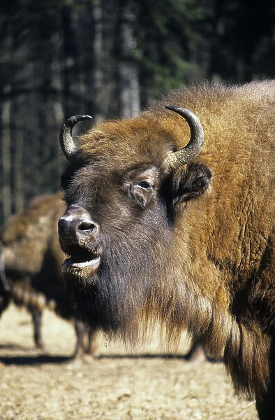European Bison - adult female grazes with others in a herd