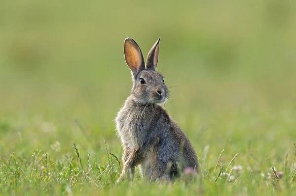 European Rabbit - young - on alert during feeding