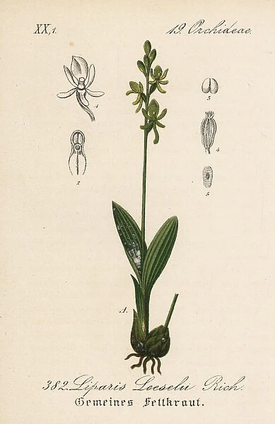 Fen orchid, Liparis loeselii
