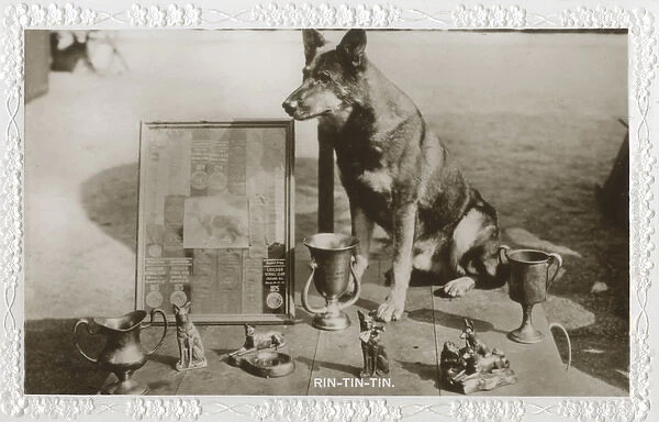Film dog Rin Tin Tin with trophies, prizes and awards
