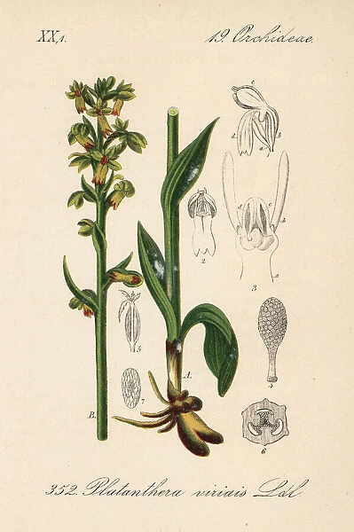 Frog orchid, Dactylorhiza viridis