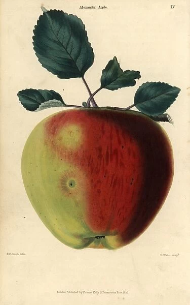 Fruit and leaves of the Alexander apple, Malus domestica