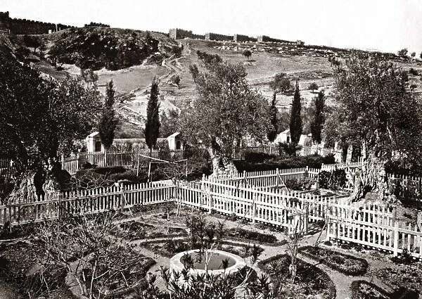 The Garden of Gethsemane, Jerusalem, Palestine (Israel)