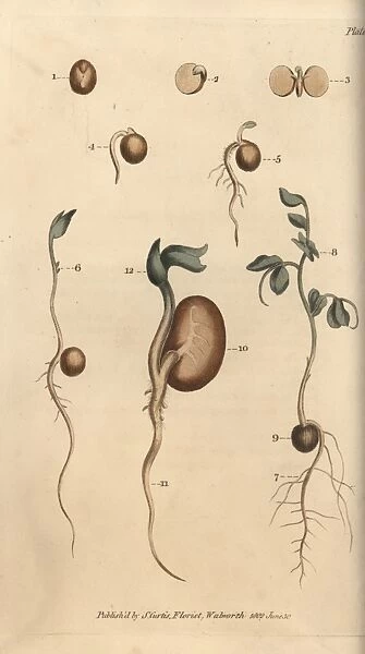 Germinating seeds of the pea Pisum sativum