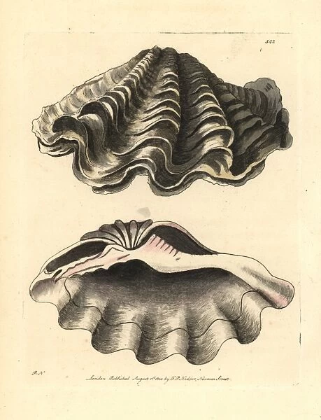 Giant clam, Tridacna gigas Vulnerable