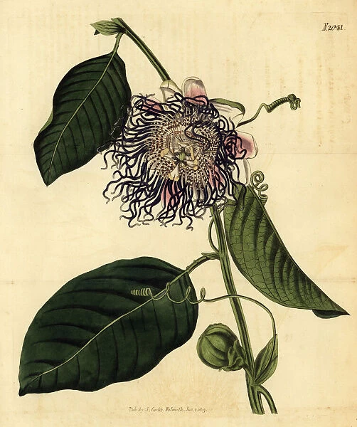 Giant granadilla, Passiflora quadrangularis