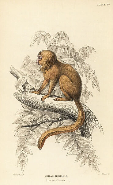 Golden lion tamarin, Leontopithecus rosalia. Endangered
