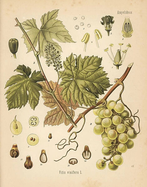 Grapevine with grapes, Vitis vinifera