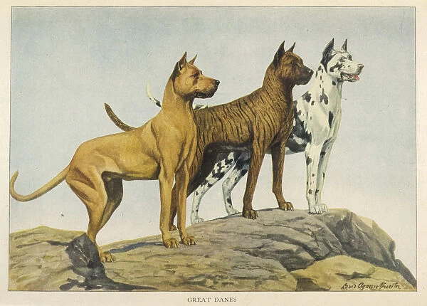 Three Great Dane Dogs