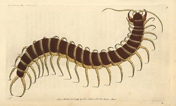 Great scolopendra or centipede, Scolopendra morsitans