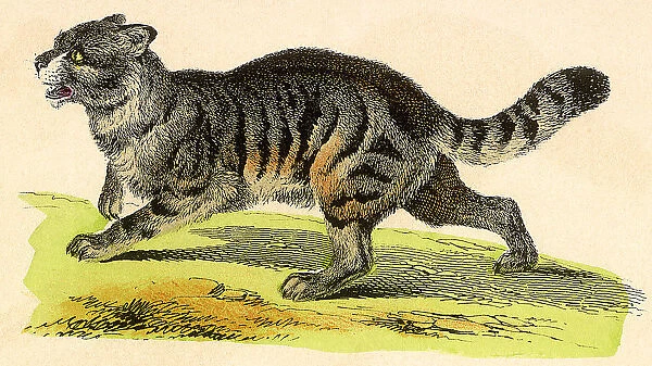 Grey Wild Cat Date: 1880