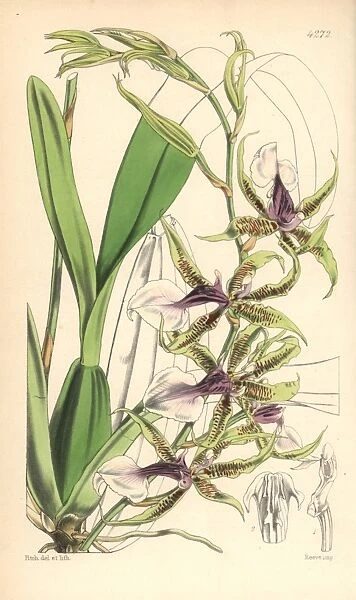 Halberd-lipped odontoglossum orchid, Odontoglossum