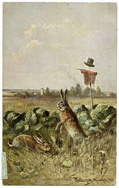 Two hares in a field of cabbage
