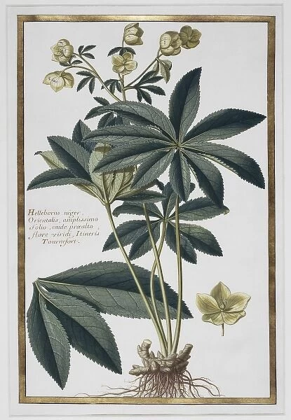 Helleborus kochii, false rose