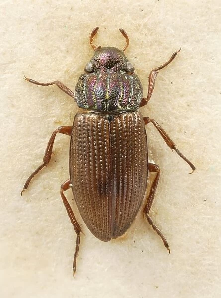 Helophorus laticollis, water beetle