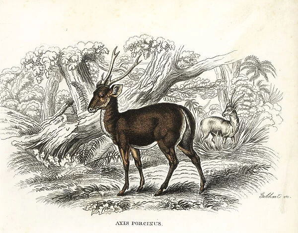 Hog deer, Axis porcinus, endangered
