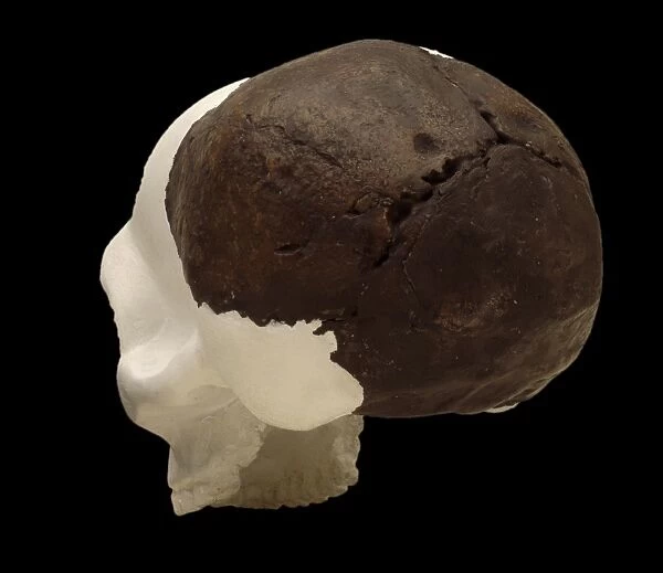 Homo neanderthalensis (Swanscombe 1) Cranium