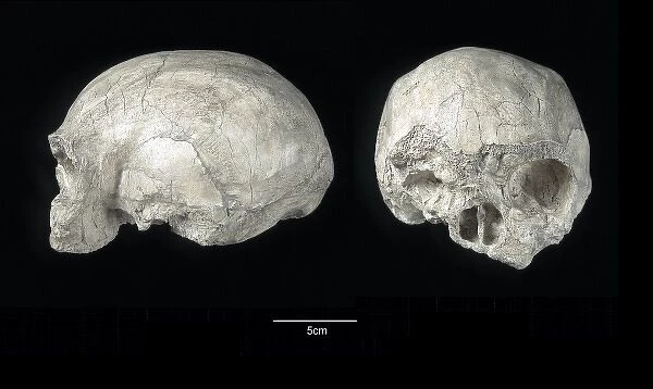 Homo sapiens skull