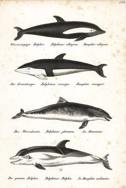 Hourglass dolphin, harbour porpoise and short-beaked dolphin