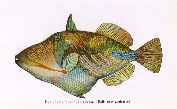 Humuhumu nukunuku apua a, Fishes of Hawaii