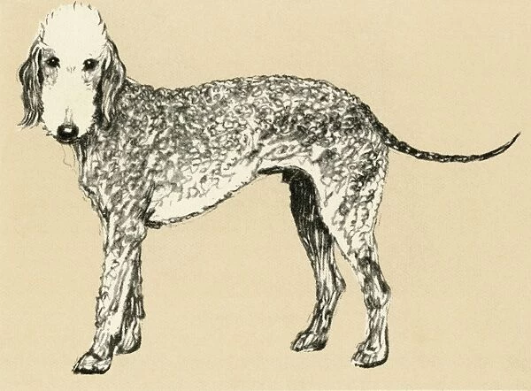 Illustration by Cecil Aldin, Bedlington terrier