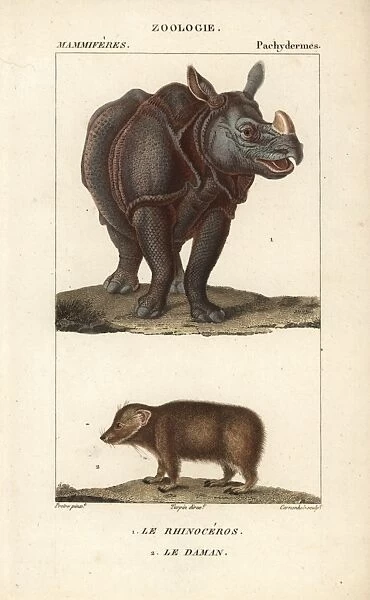 Indian rhino, Rhinoceros unicornis (vulnerable)