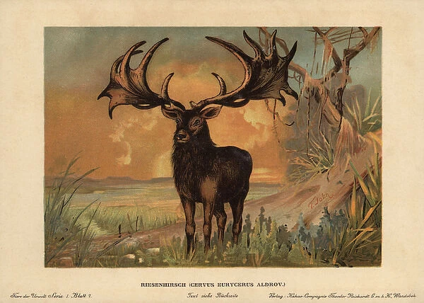 Irish Elk, Megaloceros giganteus, extinct species