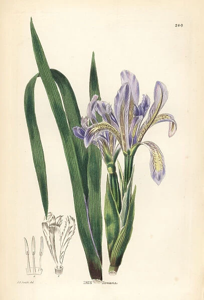 Japanese iris or hanashobu, Iris ensata