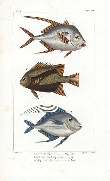 Lookdown 1, 3 and Atlantic spadefish 2
