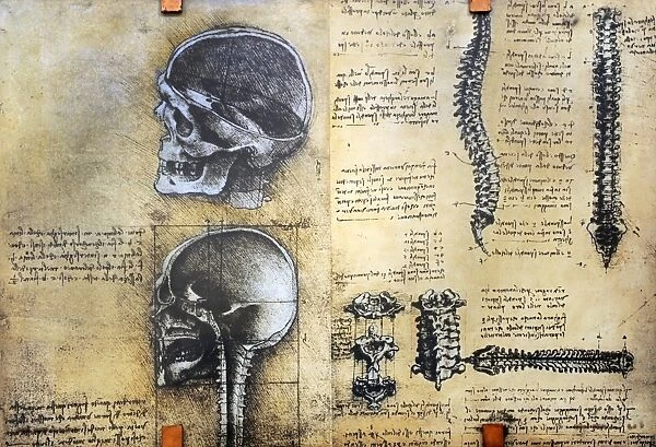 Medicine. Study of anatomy by Leonardo Da Vinci. 15th centur