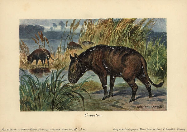 Merycoidodon or Oreodon, extinct genus of herbivore