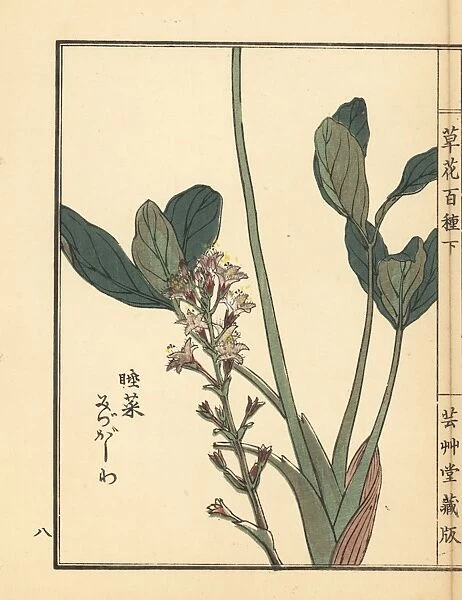 Mitsugashiwa or bogbean, Menyanthes trifoliata
