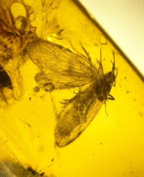 Moth preserved in Baltic amber