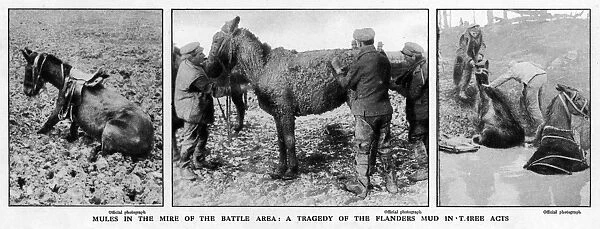 Mules rescued from the mud, 1917
