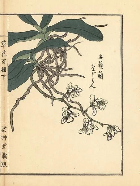 Nagoran or Japan sedirea orchid, Aerides japonicum Reichb