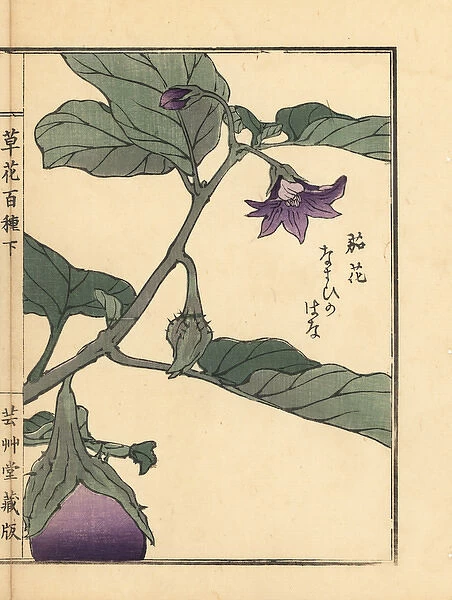Nasu or eggplant flower, Solanum melongena