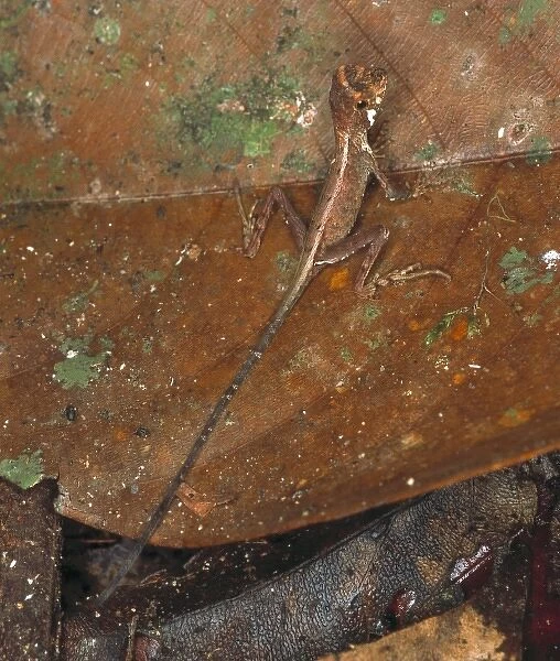Ortocryptis weigmani, lizard