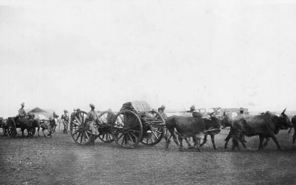 Ox transport carrying supplies, East Africa, WW1