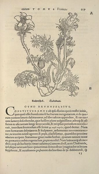 Page 217 from Herbarium (1532) by Otto Brunfels