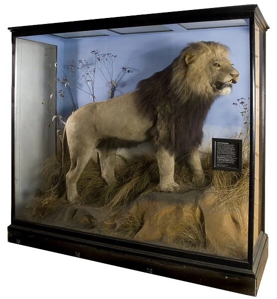 Panthera leo melanochaitus, cape Lion