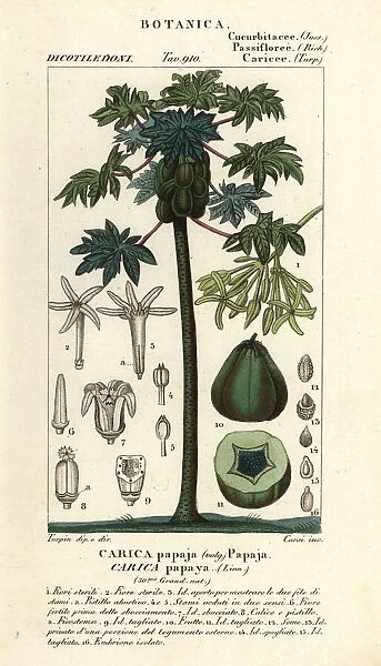 Papaya, papaw or pawpaw tree and fruit, Carica papaya