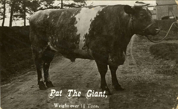 Pat the Giant Prize Winning Bull (over one and a half tons)