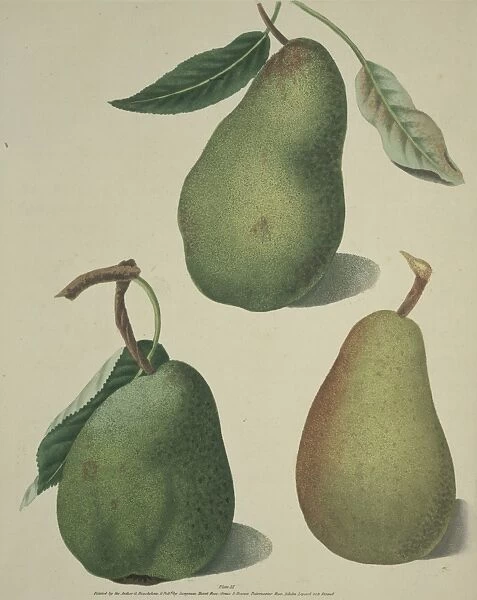 The Pear. The upper pear shown here is the Saint German, on the left is the Comar